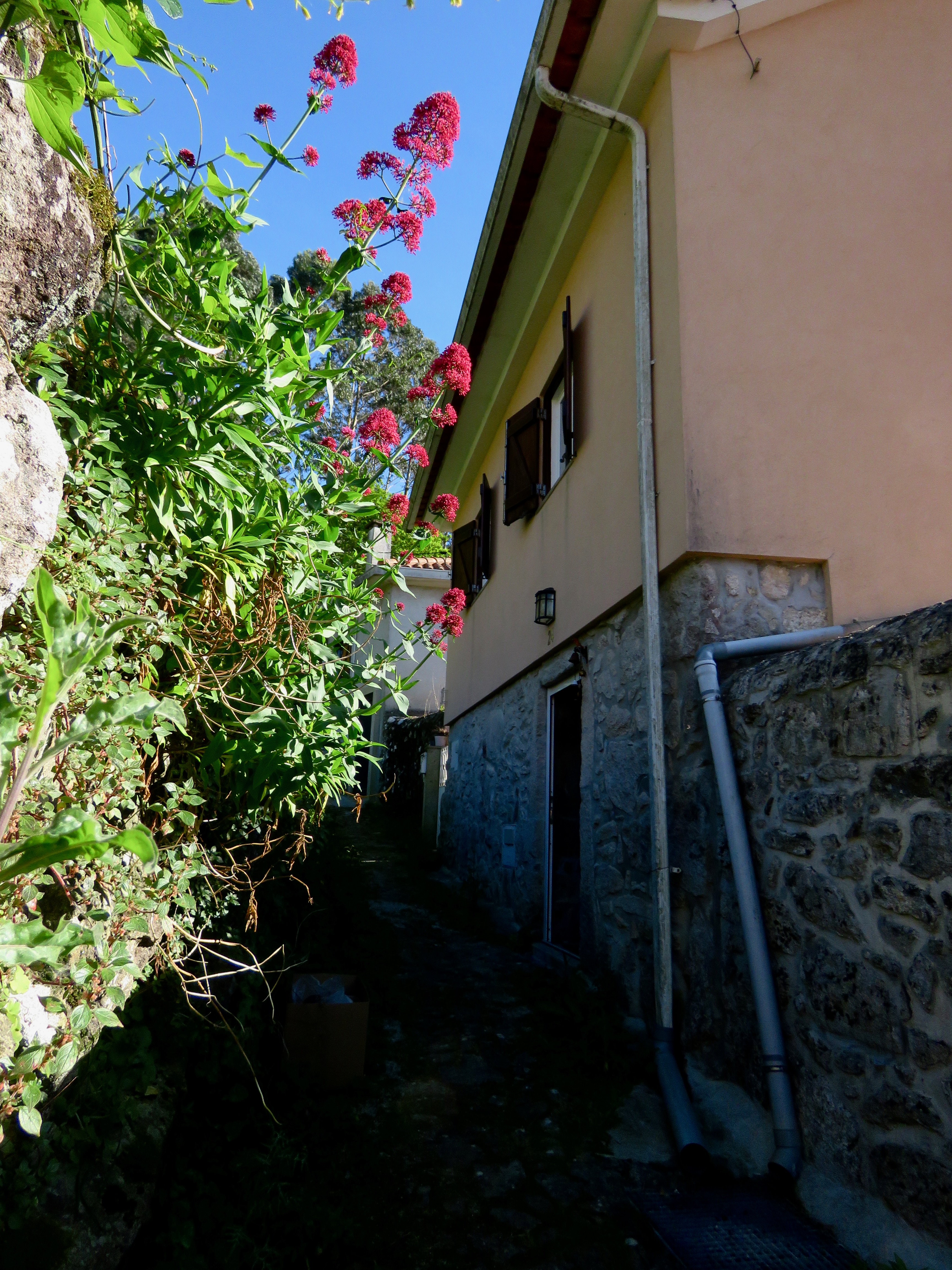 Lateral da casa com flores vermelhas