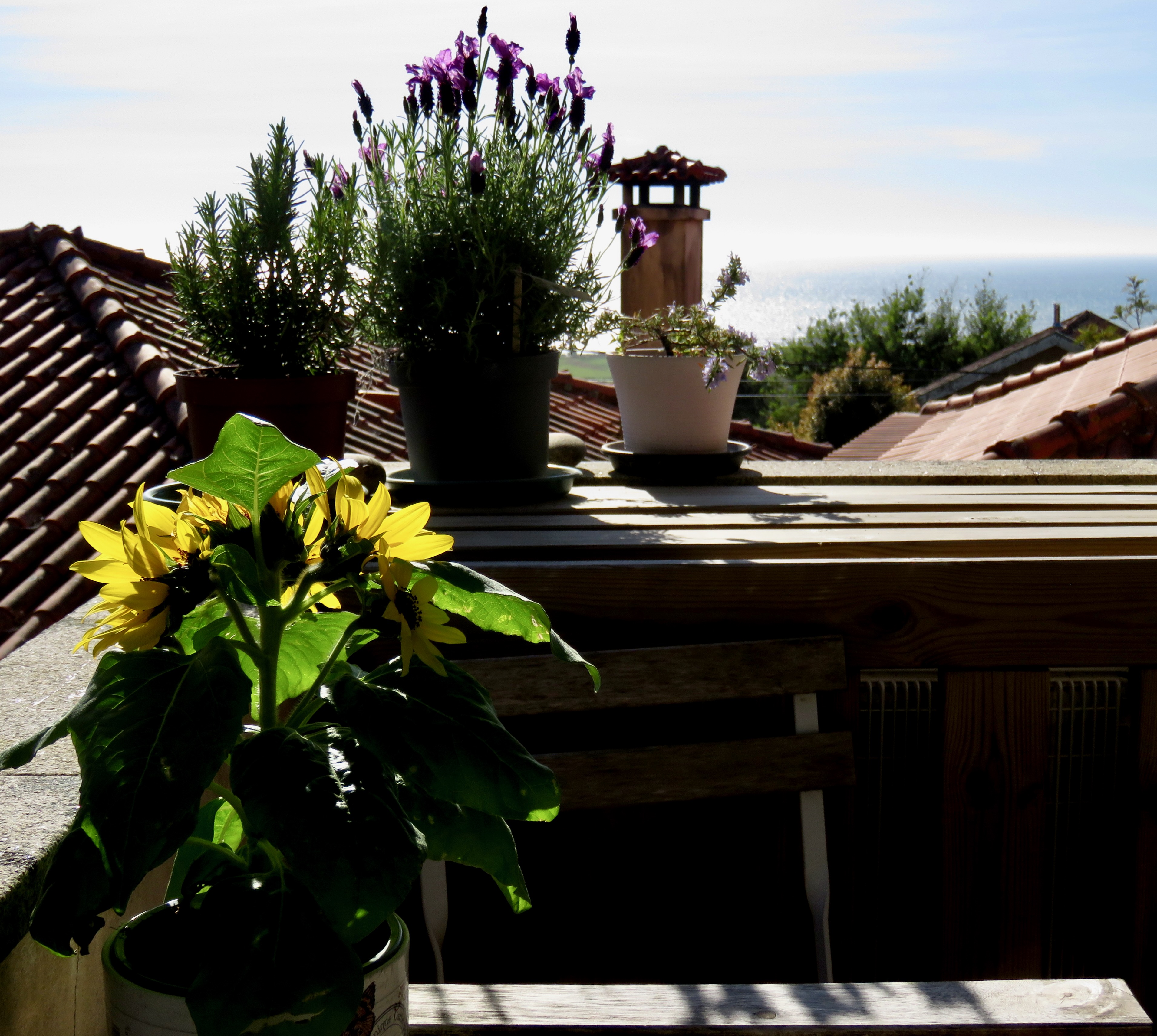 Flores no terraço com vista para o Atlântico