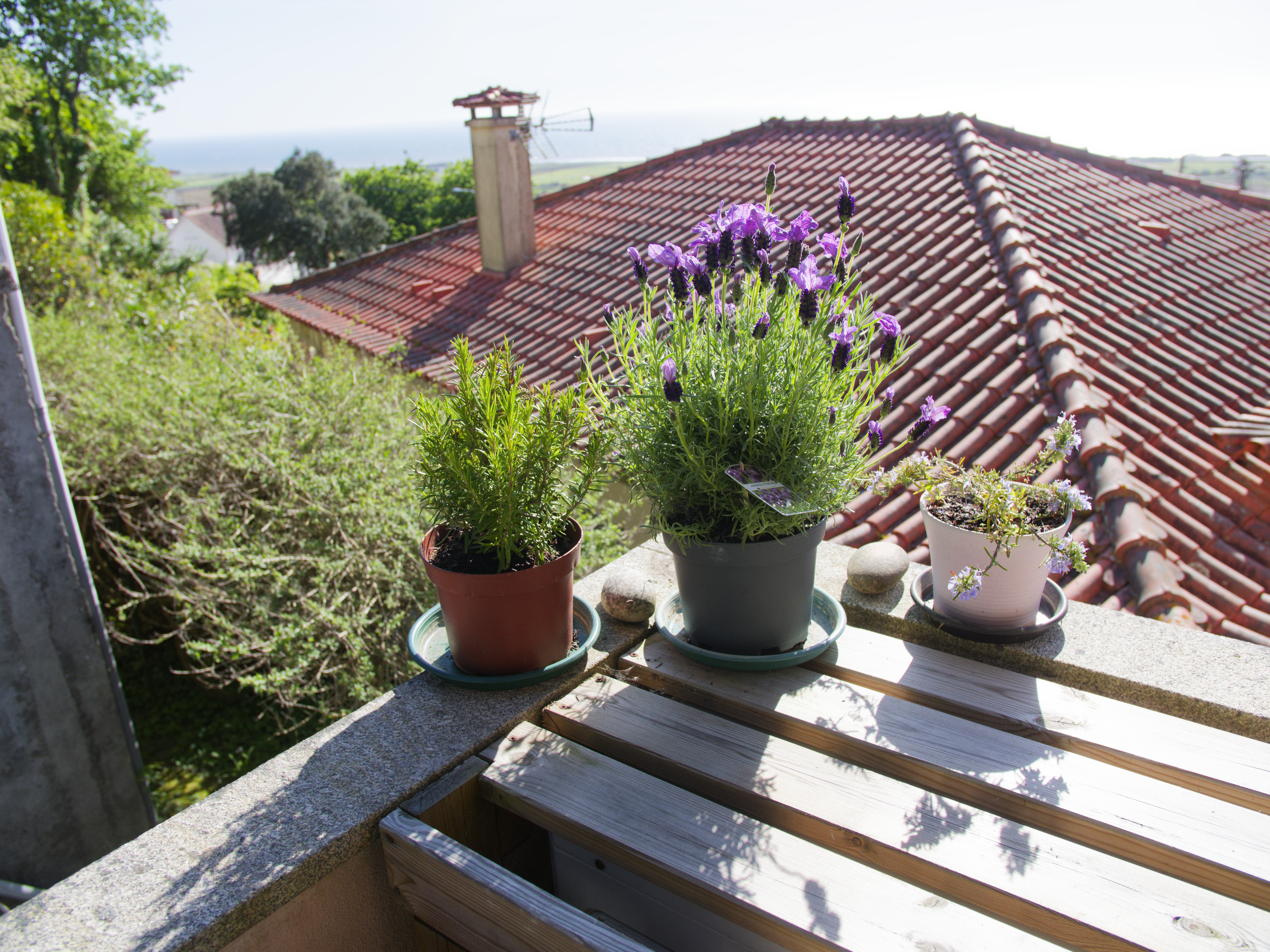 Lavanda no terraço com vista para o mar