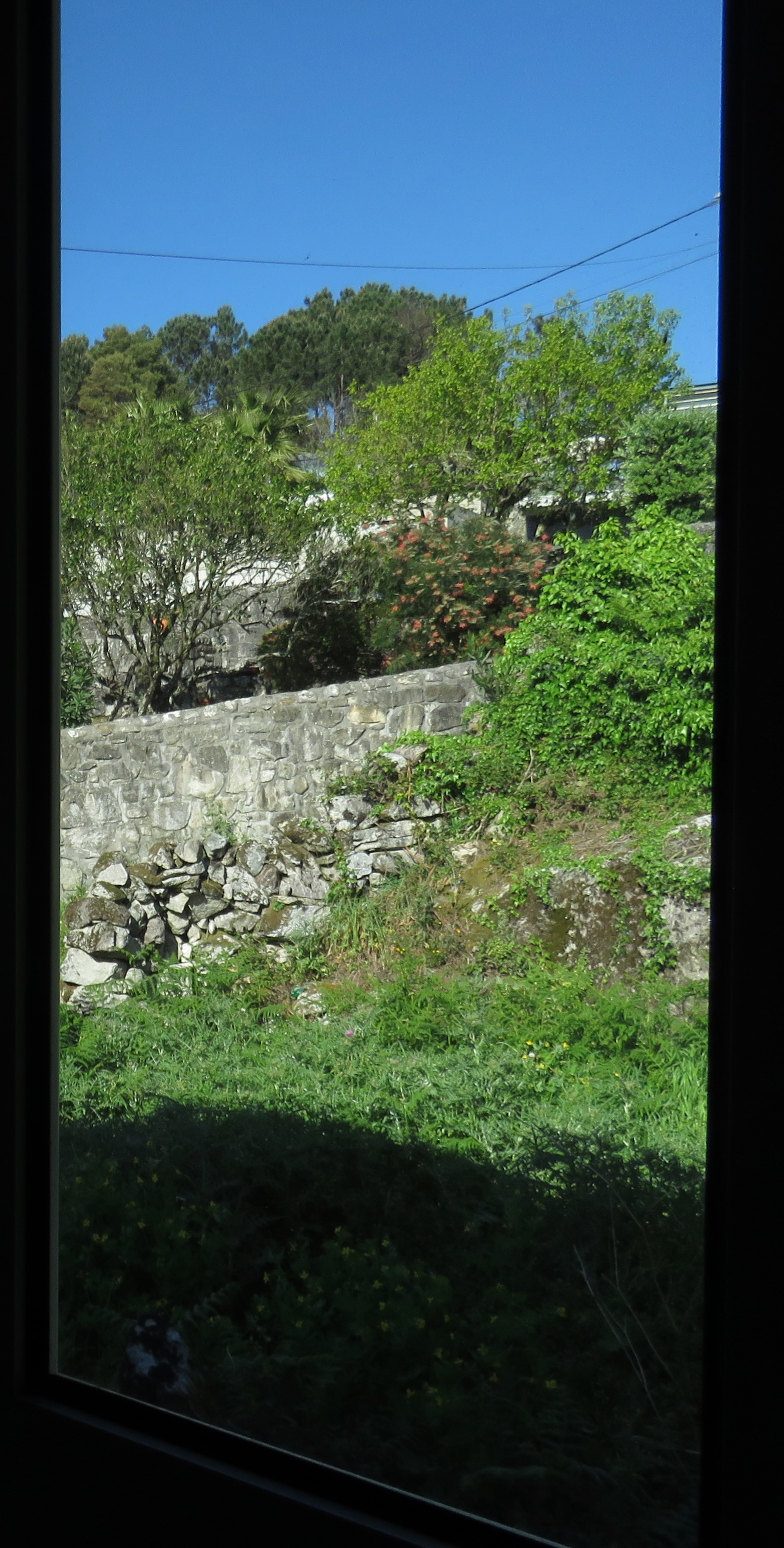 Vista da janela para o jardim